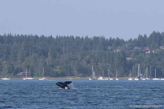 Mother orca and children make ‘grocery shopping’ trip near downtown Vancouver