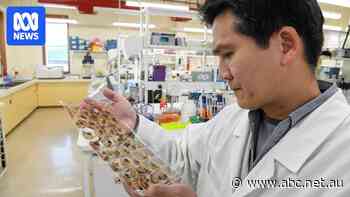 Scientists track notorious pest worldwide as it destroys crops in worst incursion to date