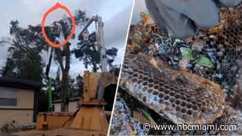 Florida man stung more than 100 times survives bee attack, 30-foot fall