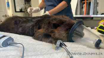 Beaver shot with arrow near Orillia on the road to recovery