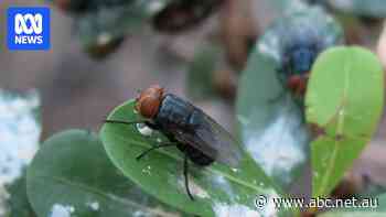US shuts border to Mexican cattle after detection of pest that infests live animals