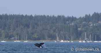 Orcas make ‘grocery’ trip to downtown Vancouver