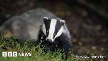 Sett-to over badgers in way of housing development