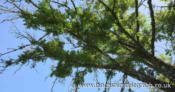 More than 200 diseased Ash trees to be felled in rural borough