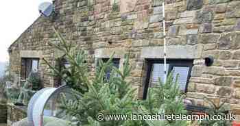 Village's very own Christmas tree farm is gearing up for the festive season