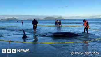 More than 30 stranded whales rescued in New Zealand