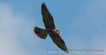 PHOTOS: Peregrine falcon spotted in the New Forest
