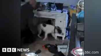 Ban for dog owner caught on camera hitting pet