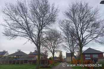 Vijftig bomen verdwijnen in Tamboerstraat en Landjuweel