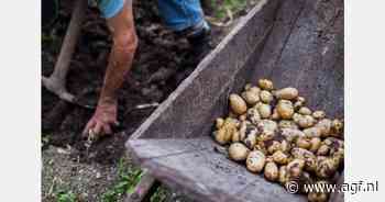 Klimaatverandering verstoort Europese aardappelteelt
