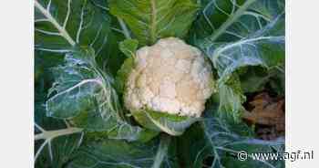 "Kwaliteitsproblemen en overaanbod zullen verdwijnen wanneer het koud wordt"