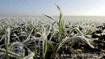 Tarwe in Noord-Europa gaat goed de winter in