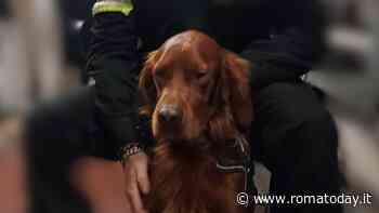 Ecco Rover, il cane che ha mandato in tilt la metro A: voleva tornare a casa dalla padrona