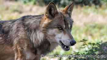 Landkreis Helmstedt überträgt Info-Abend „Wolf“ im Livestream