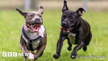 Abandoned puppies reunited after rehoming
