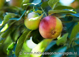 Leerlingen planten fruitbomen in weiland Selzerbeekdal