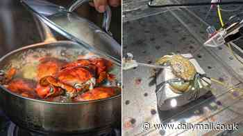 Scientists call for immediate ban on boiling crabs alive after ground-breaking discovery