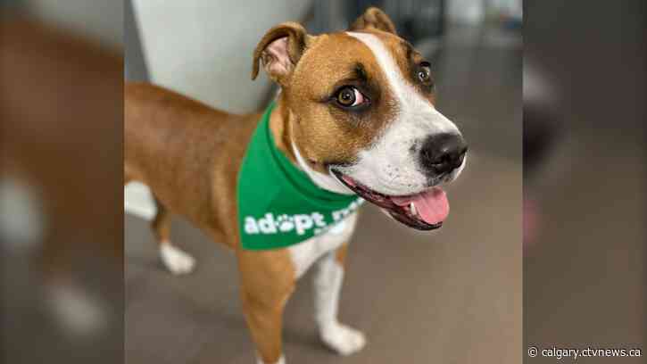 Calgary shelter lowers adoption fees to help animals find homes