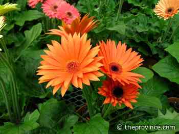 Ins and outs of growing gerbera daisies