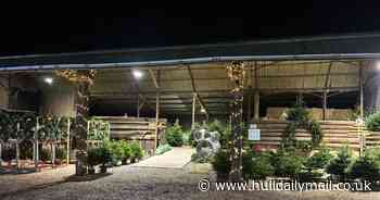 AD FEATURE: Make this Christmas extra special with a beautiful real tree from East Riding Christmas Trees