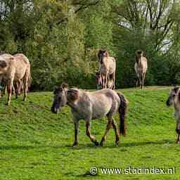 28 konikpaarden gedwongen geslacht na vergeefse zoektocht naar nieuwe plek
