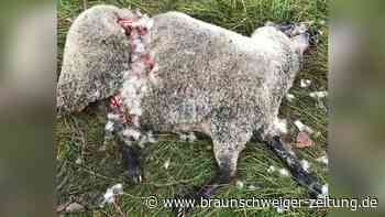 Wolfsattacken bei Helmstedt: Wie hoch ist die Dunkelziffer?