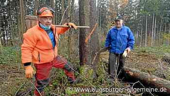 Von der Axt zur Motorsäge: Waldarbeit früher und heute