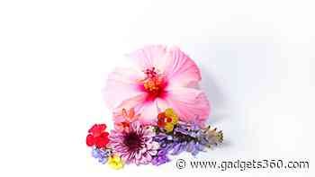 Brazilian Flowers Employ Pollen Catapults to Dominate Pollination Battles