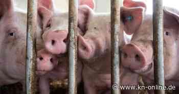 Kommission fordert von der Bundesregierung mehr Tierschutz und bessere Verbraucherinformation