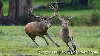 Idee: Ein Hutewald mit Hirschherde in Wolfsburgs Süden