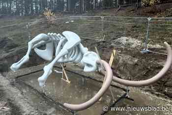 Wat doet het skelet van een mammoet plots op de Teut? “Het is zeker geen opgraving”