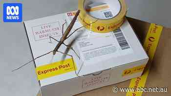 Business owners uncover dozens of times they were overcharged by Australia Post