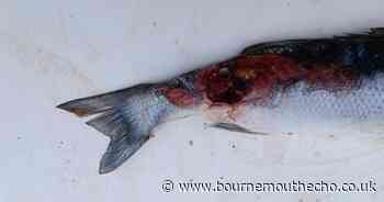 Call for 'urgent' action over fears 'fish and life will be wiped out'