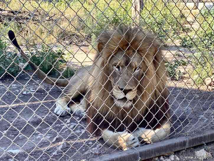 How the Austin Zoo prepares for the winter months