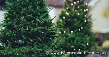 Council warns dumping Christmas trees in unauthorised areas is fly-tipping