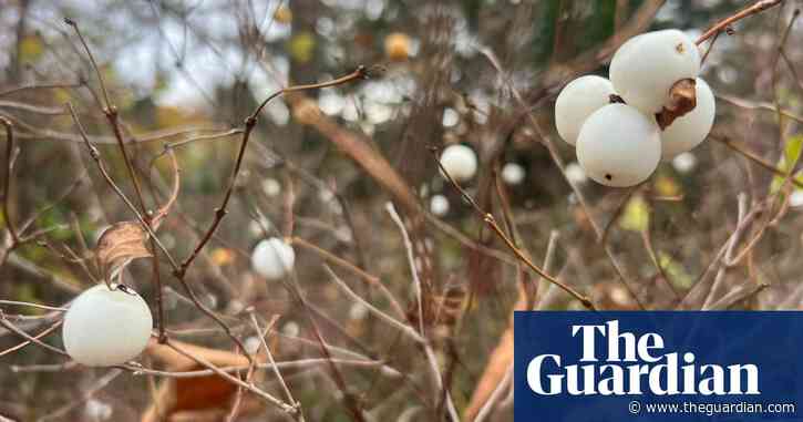 Country diary: Getting to know autumn again | Country diary