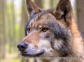 'Confrontatie scholier met roedel wolven is wel degelijk een probleem'