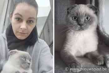 Wendy kocht katje via populaire site, maar dat kost haar intussen al een flinke duit: “Dit is dezelfde situatie als katje Lee, zei de dierenarts boos”
