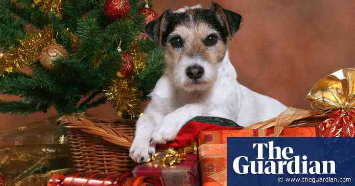 UK sales of seasonal pet treats, toys and food rocketing