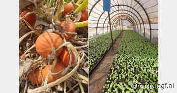 "Volgend seizoen exporteren we biologische pompoenen naar Nederland"