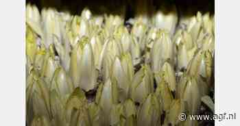 Seizoen bio-witlof in Nedersaksen van start