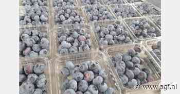 Ecuador met jaarrond oogst opkomende speler in blauwe bessensector