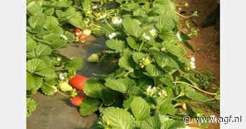 Hogere prijzen Egyptische aardbeien goed nieuws voor Marokko