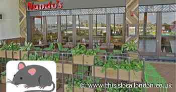 'Mouse on steroids' spotted in Romford Nando's