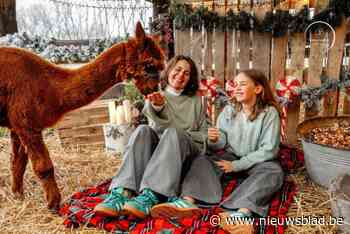 Zet eens een alpaca op je kerstfoto: Colette biedt wel heel bijzondere fotoshoot aan