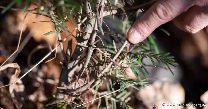 Wildverbiss: Bayerns Bergwäldern geht es immer schlechter