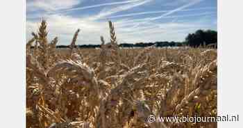 "Haver is de positieve verrassing van de afgelopen oogst"