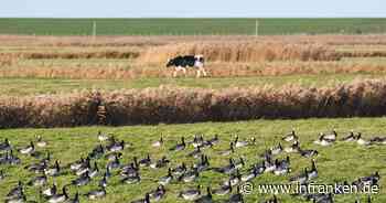 Landkreis Lichtenfels meldet Fall von Geflügelpest - Veterinäramt gibt Hinweise