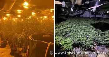 Massive cannabis factory with plants worth £1m found in Romford town centre