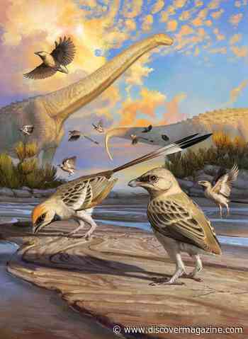 Prehistoric Bird Brain May Be a Rosetta Stone for Avian Evolution